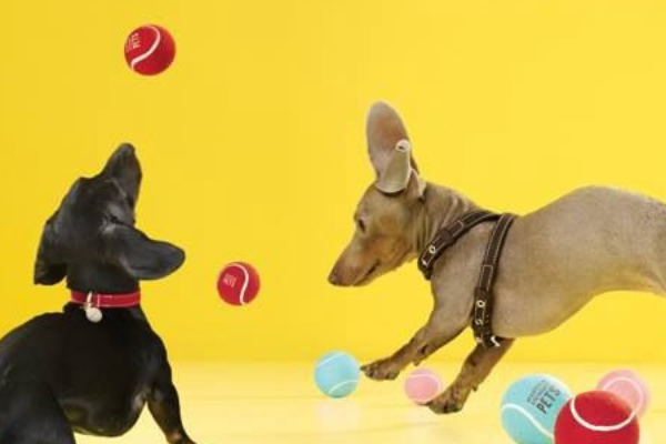 Colegio y Hotel Canino