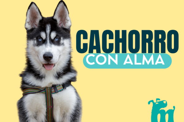 Cachorro con Alma